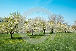 Line of Cherry Trees Blooming in Spring