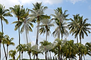 A line of coconut trees canopies against a clear blue skyline