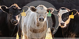 Line of crossbred calves web banner