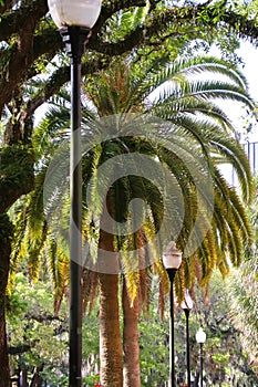 Line of date palm trees and black iron light posts