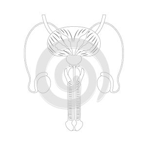 Line diagram of the anatomy of male reproductive organs on white background