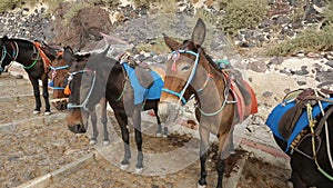 Line of donkeys with saddles, stirrup ready to be ridden standing road, tourism