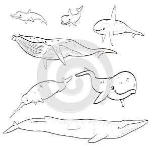 Line drawing cartoon whales collection