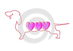 Line drawing of the Dachshund with three pink hearts. Vector illustration, template for greeting cards for Valentine`s day.