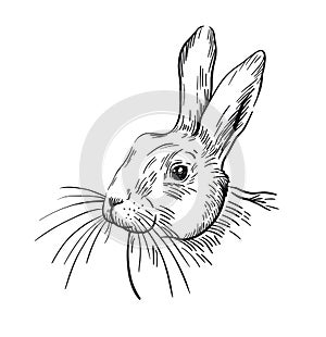 Line drawing of the head of the rabbit