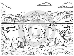 Line drawing of a herd of caribous in black and white for coloring vector