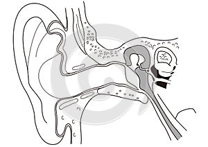 Line drawing of the internal structure of the human ear