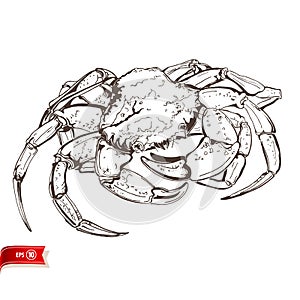 Line drawing live crab isolated on white background. Vector sea food sketch for poster, web design, banner, card, flyer