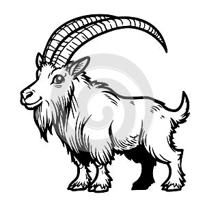 Line drawing of a mountain goat in black and white for coloring vector photo