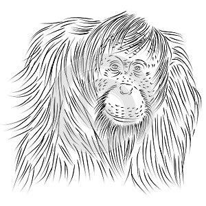 Line Drawing of Pongo abelii, Sumatran Orangutan, primate