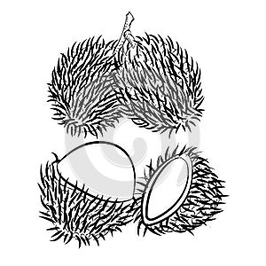 Line Drawing of Rambutan -Simple line Vector