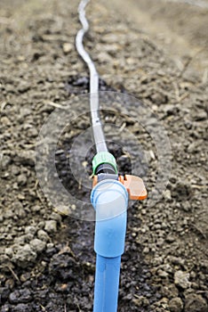 Line of dripping irrigation for plants or vegetables growing in