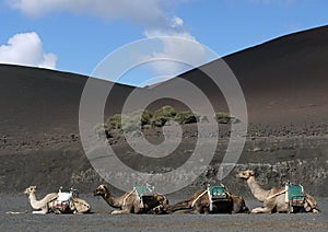 A line of dromedary camels on hills of black ash