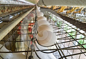 line of eggs in the poultry farm