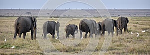 Line of Elephants, Amboseli National Park, Kenya