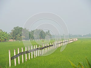 The line of fence in the rice field at Thai countryside, Morning light fog With the concept of rural life, nature, simplicity, ref