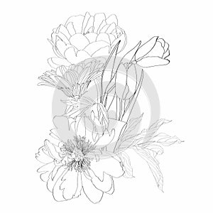 Line floral bouquets with black and white hand drawn herbs, garden flowers and insects in sketch style.