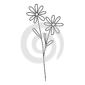 Line flower vector, minimalist line design, wildplant vector photo