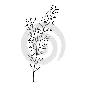 Line flower vector, minimalist line design, wildplant vector photo