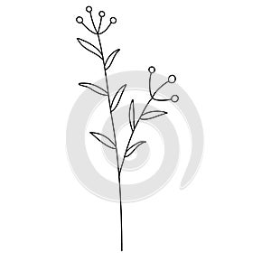 Line flower vector, minimalist line design, wildplant vector photo