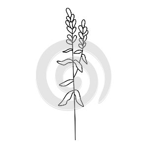 Line flower vector, minimalist line design, wildplant vector photo