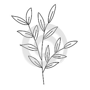 Line flower vector, minimalist line design, wildplant vector