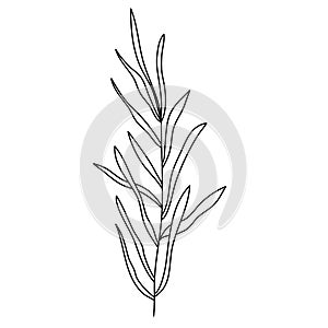 Line flower vector, minimalist line design, wildplant vector photo