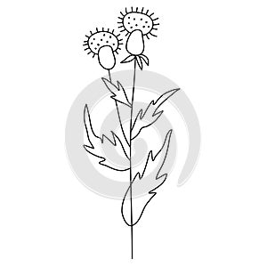 Line flower vector, minimalist line design, wildplant vector photo