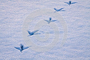 Line of footprints in snow