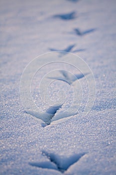 Line of footprints in snow.