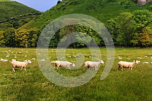 A line of four sheep in the evening sunshine in an idyllic rural setting