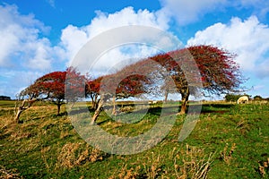 a line of four windswept Ripe red hawthorn berry bush, Crataegus monogyna in a field