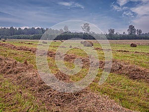 Line of freshly cut grass in a farm field, beautiful cloudy sky. Agriculture industry. Country side area. Nature background with