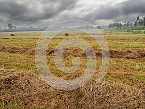 Line of freshly cut grass in a farm field, beautiful cloudy sky. Agriculture industry. Country side area. Nature background with