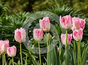 Row of Frilly Pink and White Tulips photo