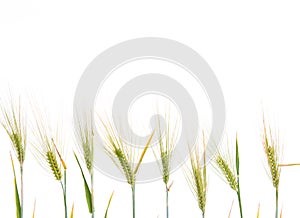 Line of green rye- grain