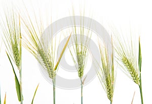 Line of green rye- grain