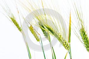 Line of green rye- grain
