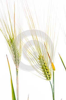 Line of green rye- grain