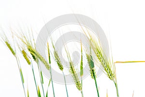 Line of green rye- grain