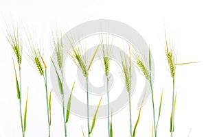 Line of green rye- grain