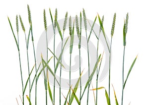 Line of green wheat- grain