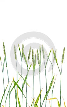 Line of green wheat- grain
