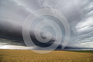A line of heavy thunderstorms fills the sky over a wheat field in eastern Colorado.