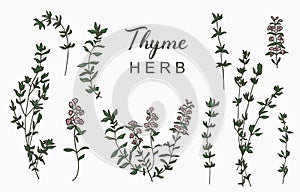 Line herbal collection with thyme.Vector illustration for icon,sticker,printable and tattoo