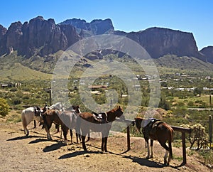 A Line of Horses at a Hitching Post