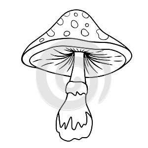 Line illustration of mushroom