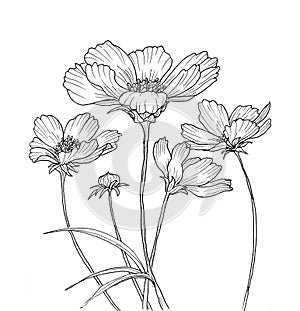 Line ink drawing of cosmos flower