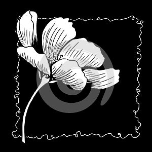 line ink drawing of cosmos flower on black background