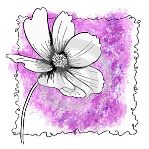 line ink drawing of cosmos flower with watercolor background